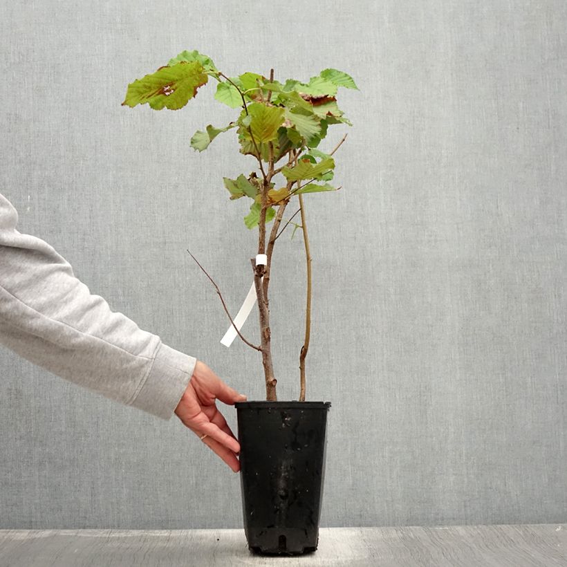 Exemplar von Haselnuss Longue d'Espagne - Corylus avellana Topf mit 3L/4L, Strauch wie im Sommer geliefert