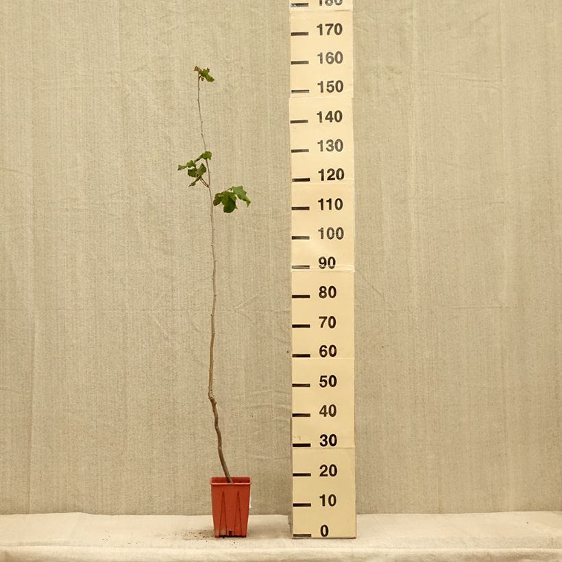 Exemplar von Haselnuss Tonda Gentile Romana - Corylus avellana Topf mit 1,5L/2L wie im Herbst geliefert