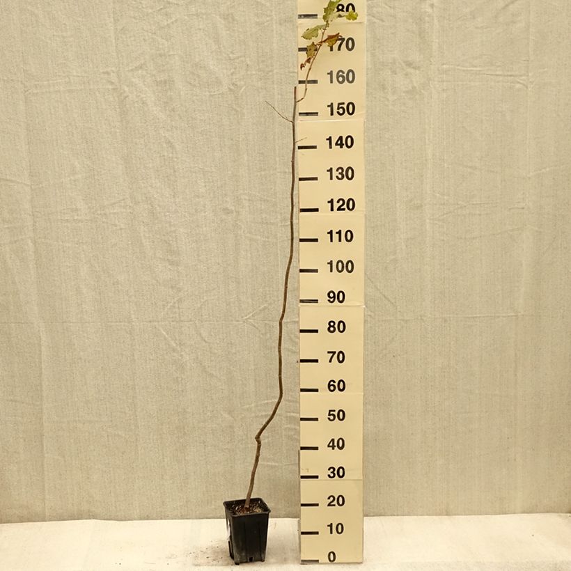 Exemplar von Haselnuss Tonda Gentile Trilobata - Corylus avellana Topf mit 1,5L/2L wie im Herbst geliefert