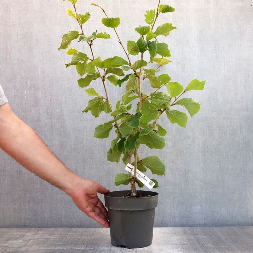 Exemplar von Zaubernuss Westerstede - Hamamelis intermedia Topf mit 3L/4L wie im Sommer geliefert