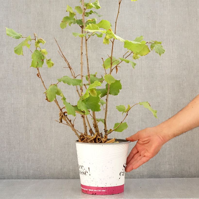 Exemplar von Haselnuss Fertile de Coutard - Corylus avellana Topf mit 3L/4L, Strauch wie im Sommer geliefert