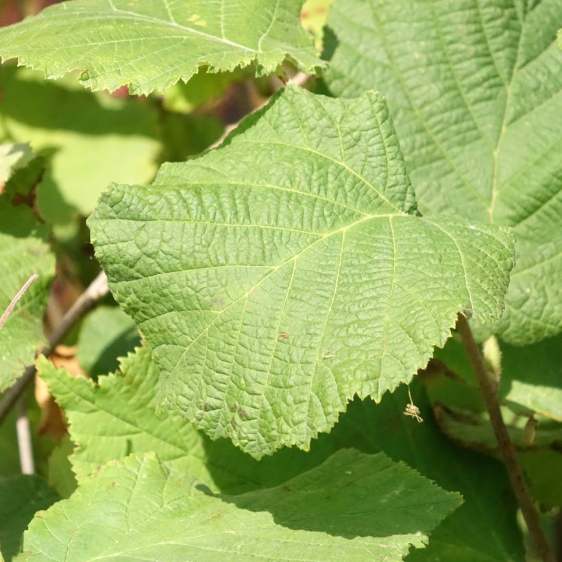 Haselnuss Fertile de Coutard - Corylus avellana (Laub)