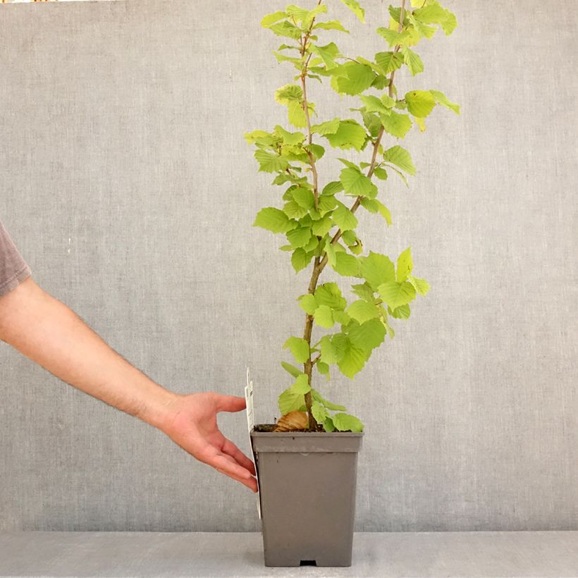 Exemplar von Lambertsnuss Géant de Halle - Corylus maxima Topf mit 4L/5L, Strauch wie im Sommer geliefert