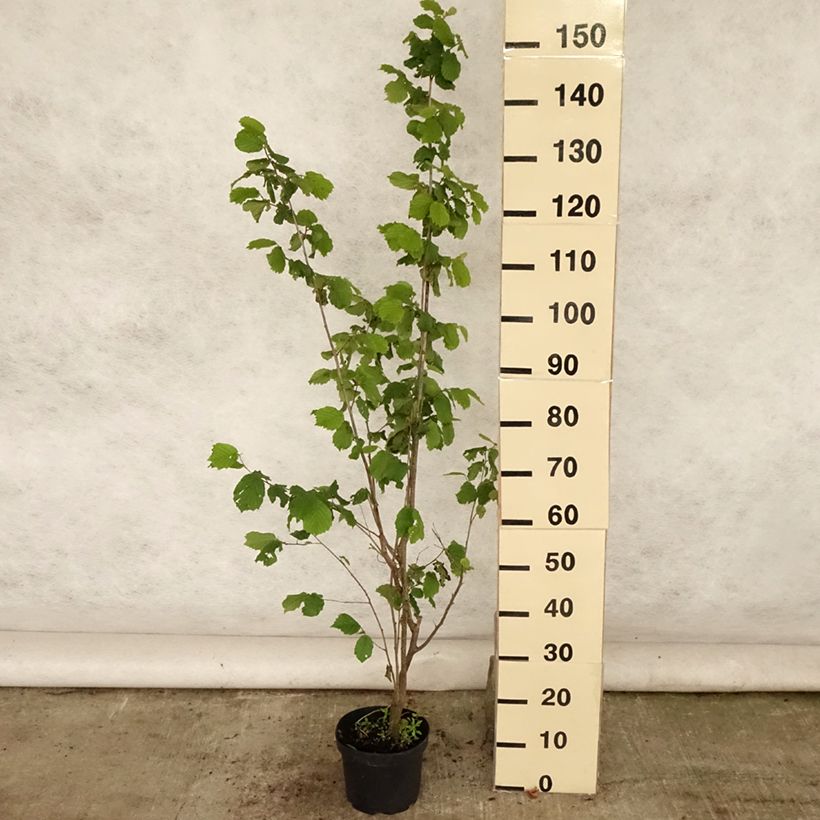 Exemplar von Lambertsnuss Géant de Halle - Corylus maxima Topf mit 2L/3L wie im Sommer geliefert