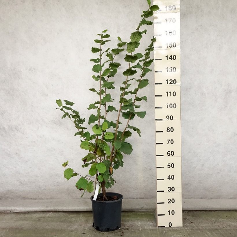 Exemplar von Lambertsnuss Géant de Halle - Corylus maxima Topf mit 7,5L/10L wie im Sommer geliefert