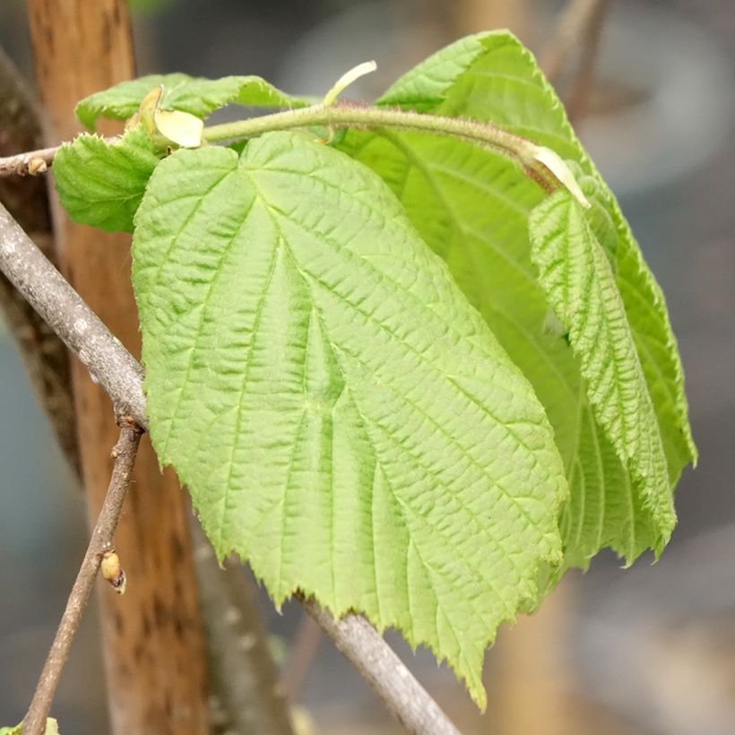Haselnuss Pendula - Corylus avellana (Laub)