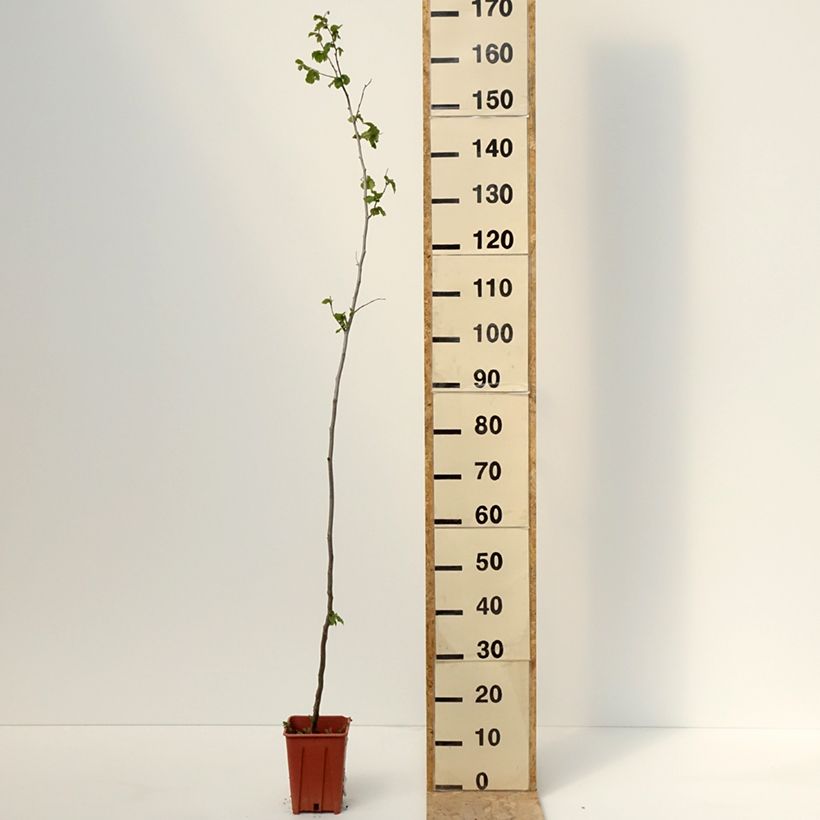 Exemplar von Haselnuss Tonda Gentile Romana - Corylus avellana Topf mit 1,5L/2LGelieferte Höhe ca. 30/40cm wie im Frühjahr geliefert