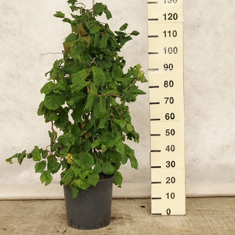 Exemplar von Haselnuss Contorta - Corylus avellana Topf mit 12L/15L wie im Sommer geliefert