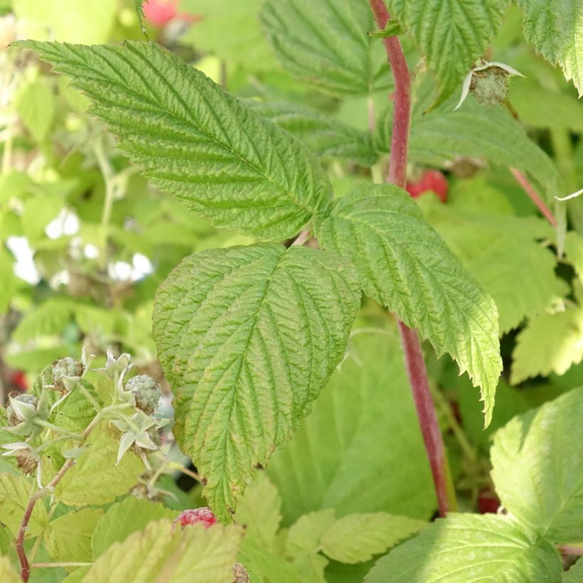 Haselnuss Red Majestic - Corylus avellana (Laub)