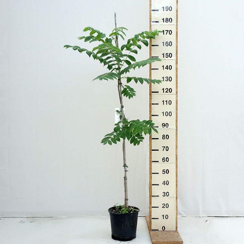Exemplar von Juglans cinerea - Butternuss Topf mit 7,5L/10L wie im Sommer geliefert