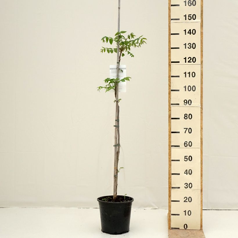 Exemplar von Juglans cinerea - Butternuss Topf mit 7,5L/10L wie im Frühjahr geliefert