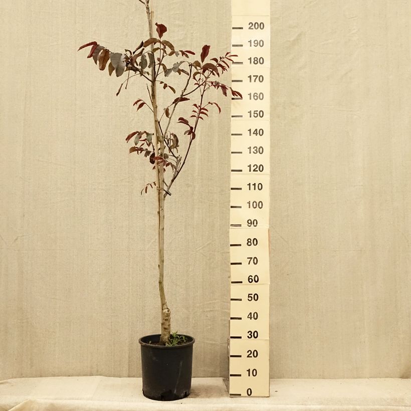 Exemplar von Walnuss Purpurea - Juglans regia Topf mit 18L/20L, StämmchenGelieferte Höhe ca. 200/+cm wie im Sommer geliefert