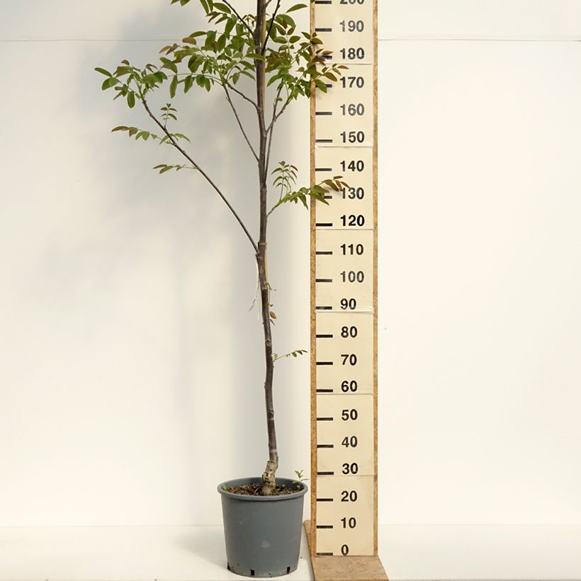 Exemplar von Walnuss Weinsberg 1 - Juglans regia Topf mit 18L/20L, Stämmchen wie im Frühjahr geliefert