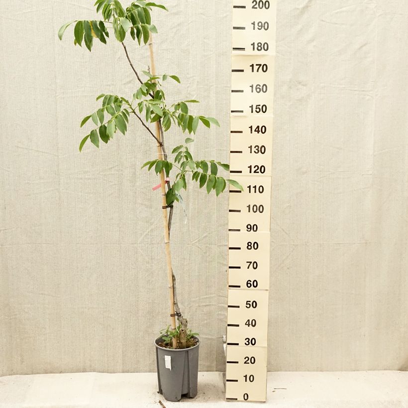 Exemplar von Walnuss Franquette - Juglans regia Topf mit 7,5L/10L, Halbstamm wie im Sommer geliefert