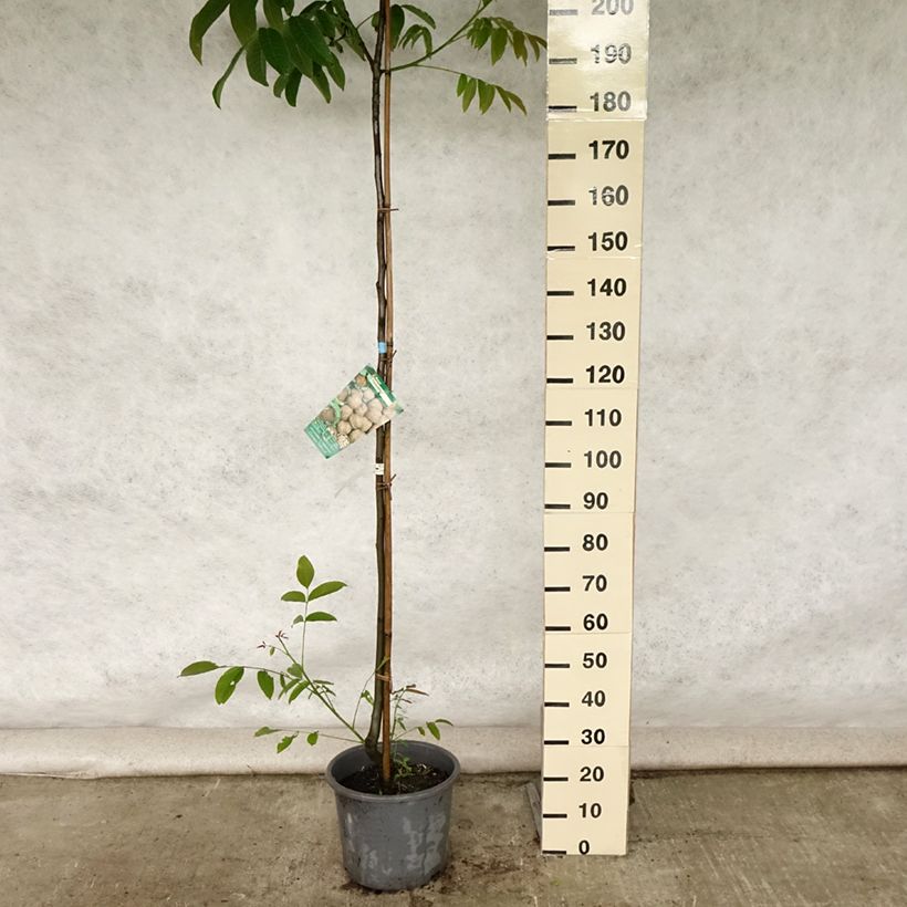 Exemplar von Walnuss Parisienne - Juglans regia Topf mit 18L/20L, Stämmchen wie im Sommer geliefert