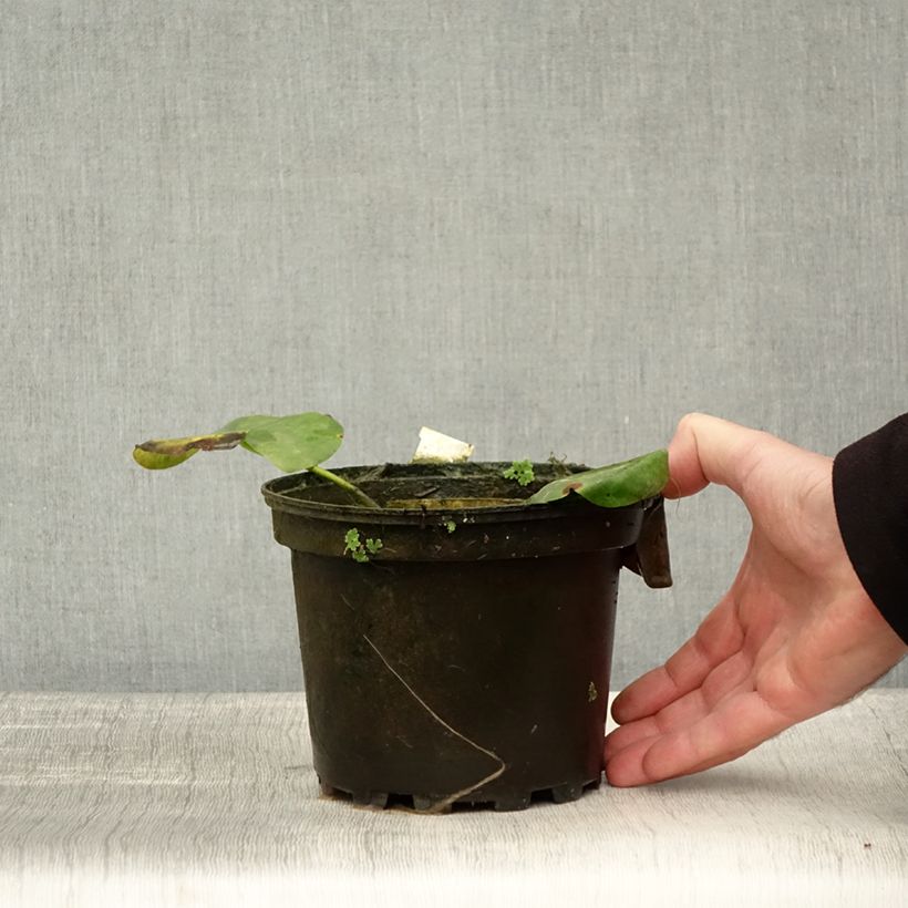 Exemplar von Nymphaea Alba Delicata - Winterharte Seerose Topf mit 1,5L/2L wie im Herbst geliefert