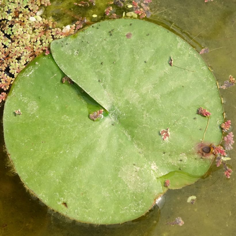 Nymphaea Almost Black - Winterharte Seerose (Laub)