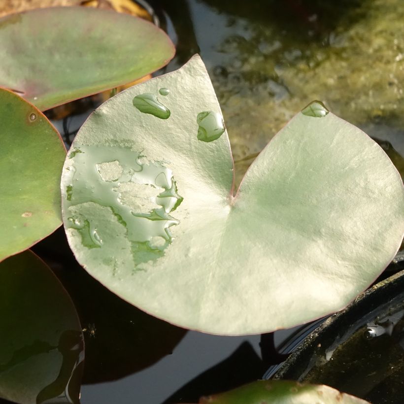Nymphaea Amabilis - Winterharte Seerose (Laub)