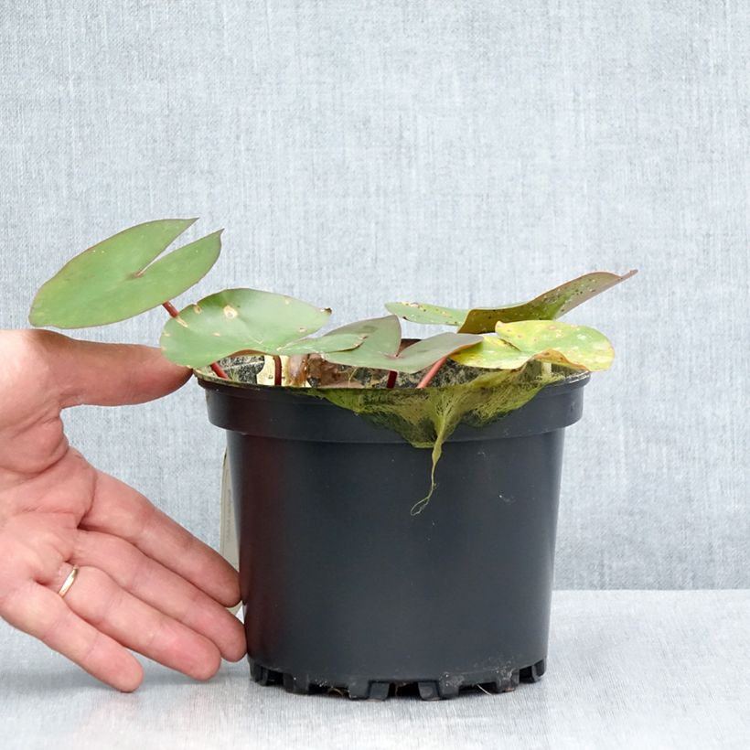 Exemplar von Nymphaea Amabilis - Winterharte Seerose Topf mit 1,5L/2L wie im Sommer geliefert