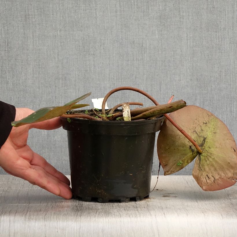 Exemplar von Nymphaea Amabilis - Winterharte Seerose Topf mit 1,5L/2L wie im Frühjahr geliefert