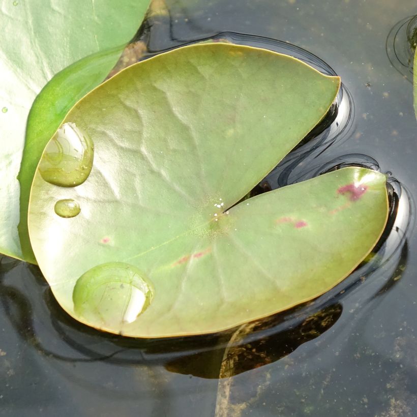 Nymphaea American Star - Winterharte Seerose (Laub)
