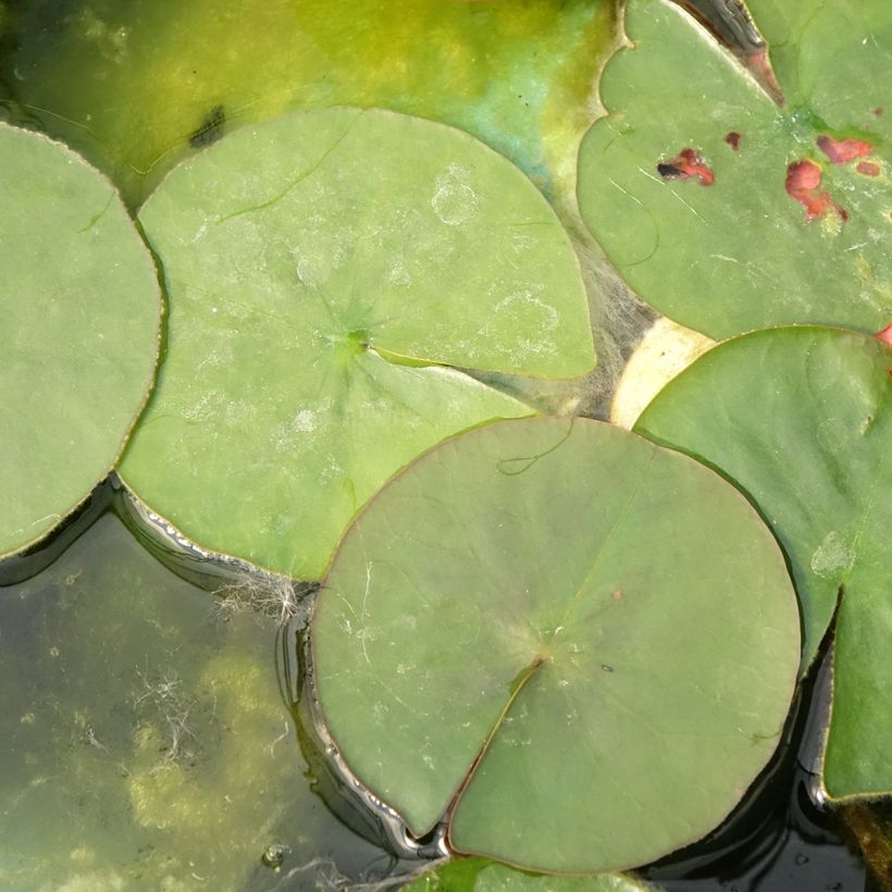 Nymphaea Burgundy Princess - Winterharte Seerose (Laub)