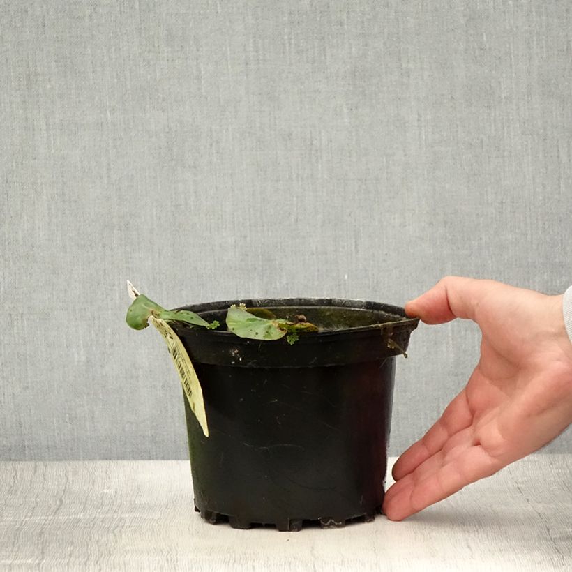 Exemplar von Nymphaea candida - Glänzende Seerose Topf mit 1,5L/2L wie im Sommer geliefert
