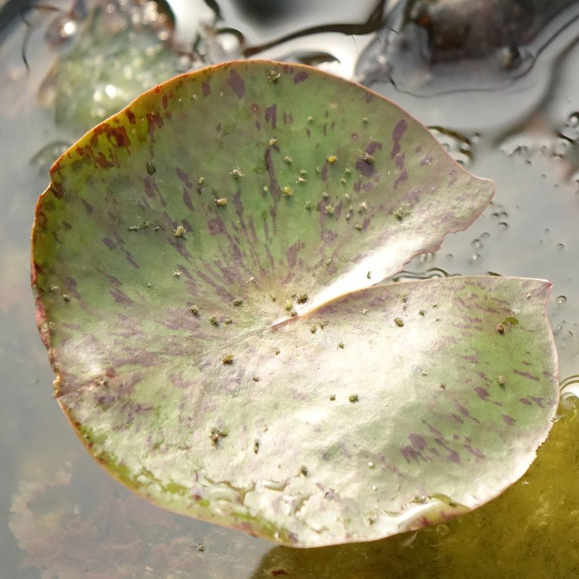 Nymphaea Carolina Sunset - Winterharte Seerose (Laub)