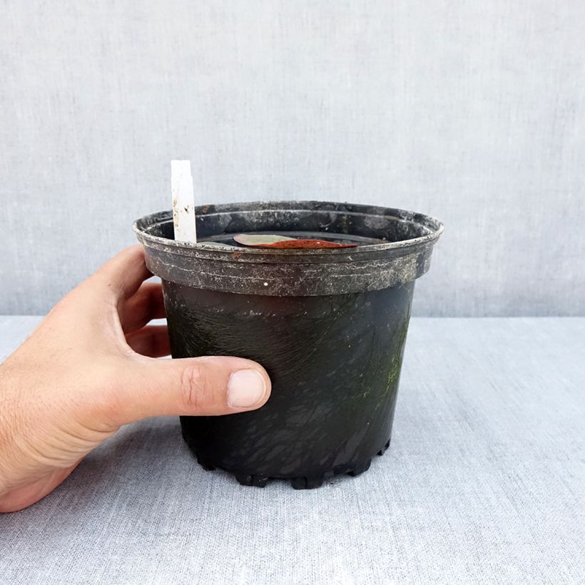 Exemplar von Nymphaea Charlene Strawn - Winterharte Seerose Topf mit 1,5L/2L wie im Sommer geliefert