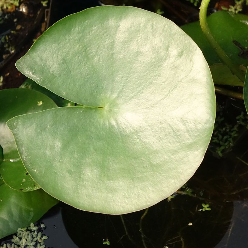Nymphaea Charles de Meurville - Winterharte Seerose (Laub)