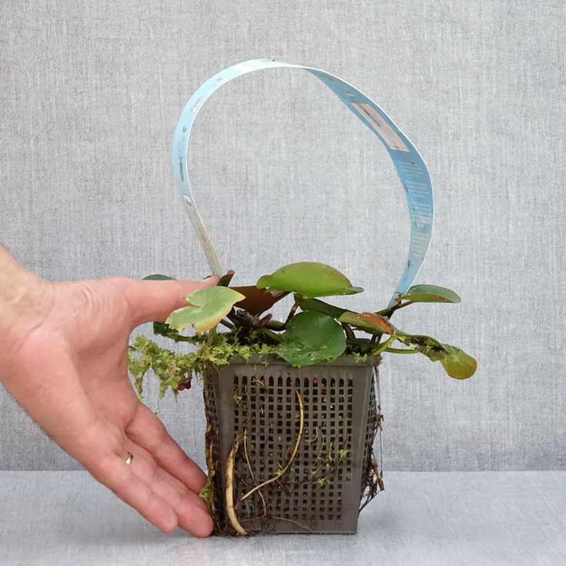 Exemplar von Nymphaea Charles de Meurville - Winterharte Seerose Topf mit 1L/1,5L wie im Sommer geliefert
