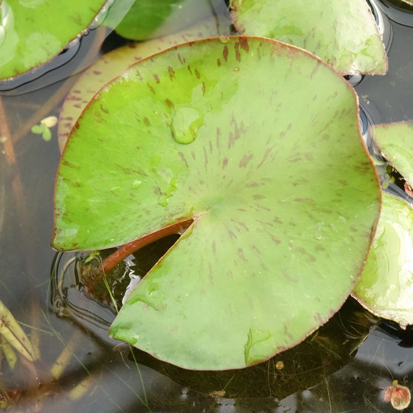 Nymphaea Comanche - Winterharte Seerose (Laub)