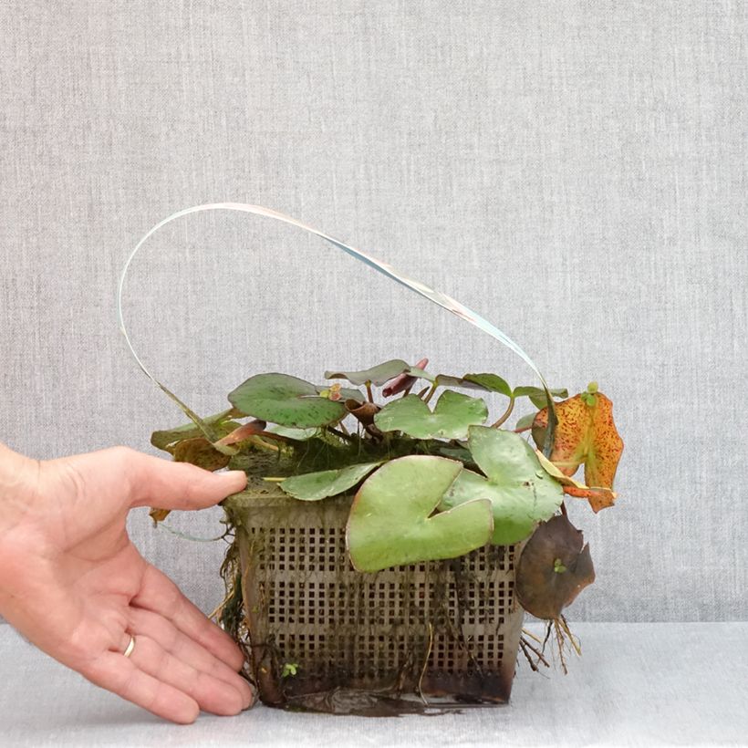 Exemplar von Nymphaea Comanche - Winterharte Seerose Topf mit 3L/4L wie im Sommer geliefert