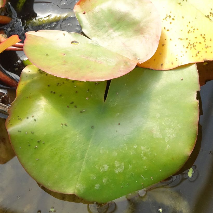 Nymphaea Conqueror - Winterharte Seerose (Laub)