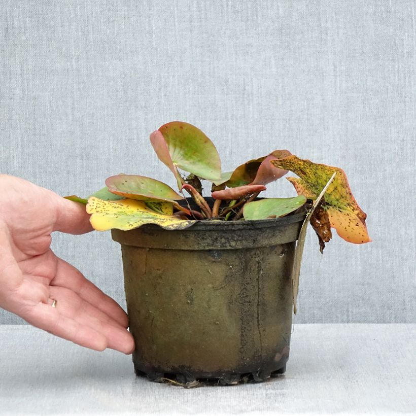 Exemplar von Nymphaea Conqueror - Winterharte Seerose Topf mit 1,5L/2L wie im Sommer geliefert