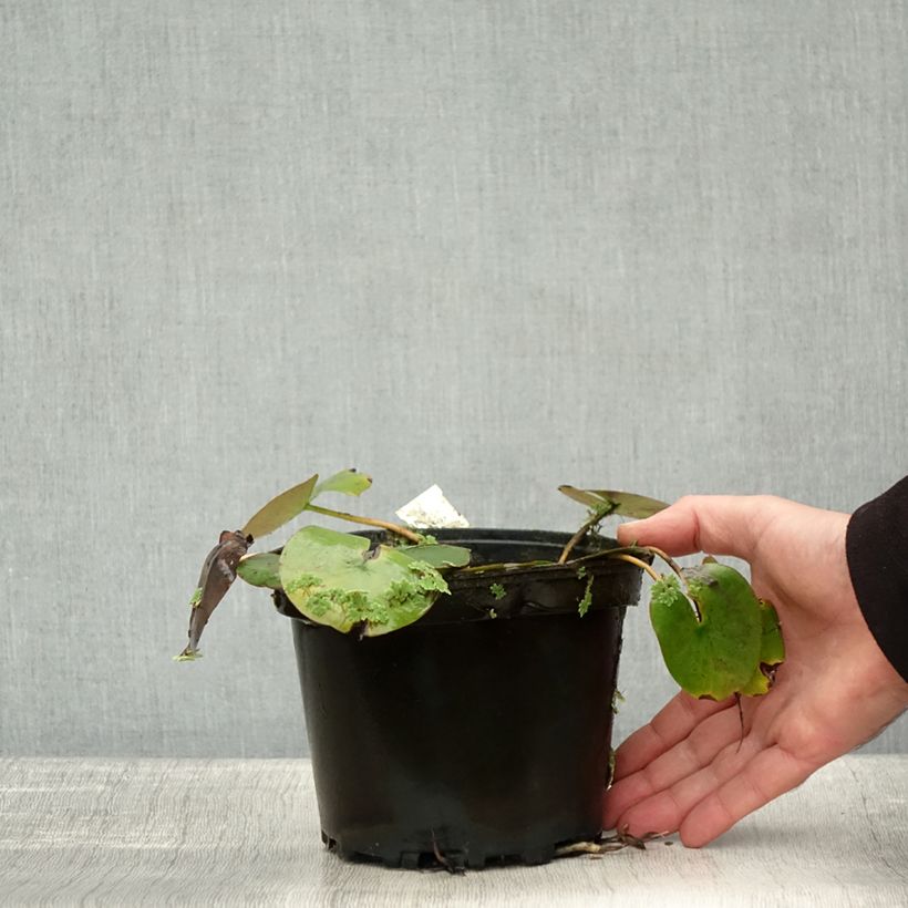 Exemplar von Nymphaea Cynthia Ann - Winterharte Seerose Topf mit 1,5L/2L wie im Herbst geliefert