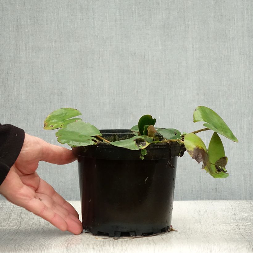 Exemplar von Nymphaea Dahlia - Winterharte Seerose Topf mit 1,5L/2L wie im Herbst geliefert