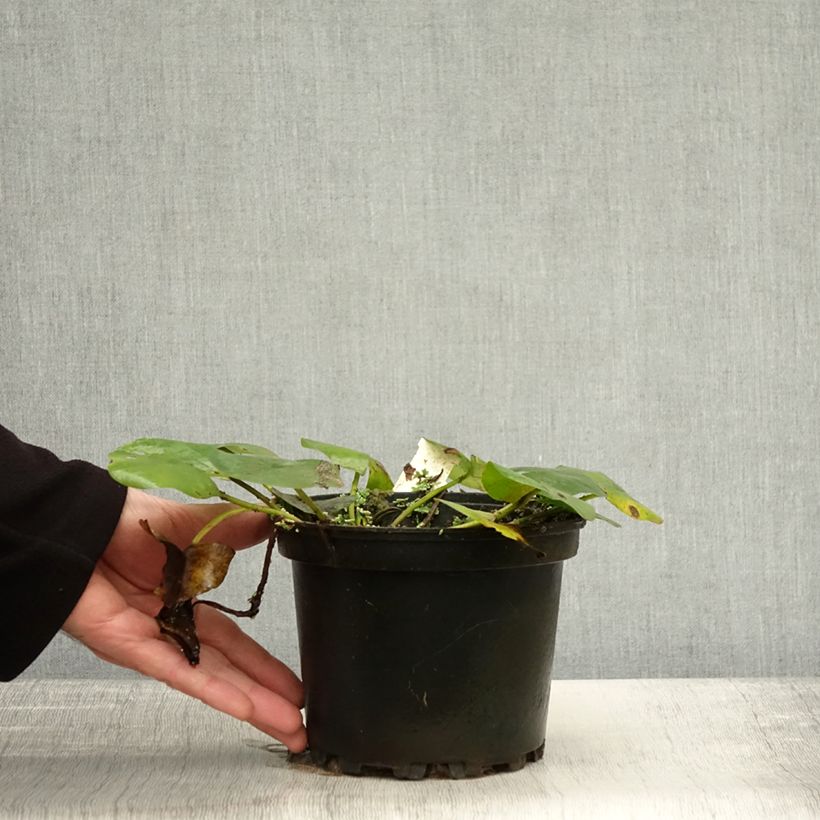 Exemplar von Nymphaea Denver - Winterharte Seerose Topf mit 1,5L/2L wie im Herbst geliefert