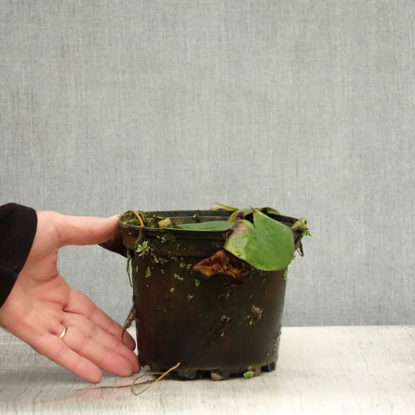 Exemplar von Nymphaea Ellisiana - Winterharte Seerose Topf mit 1,5L/2L wie im Herbst geliefert