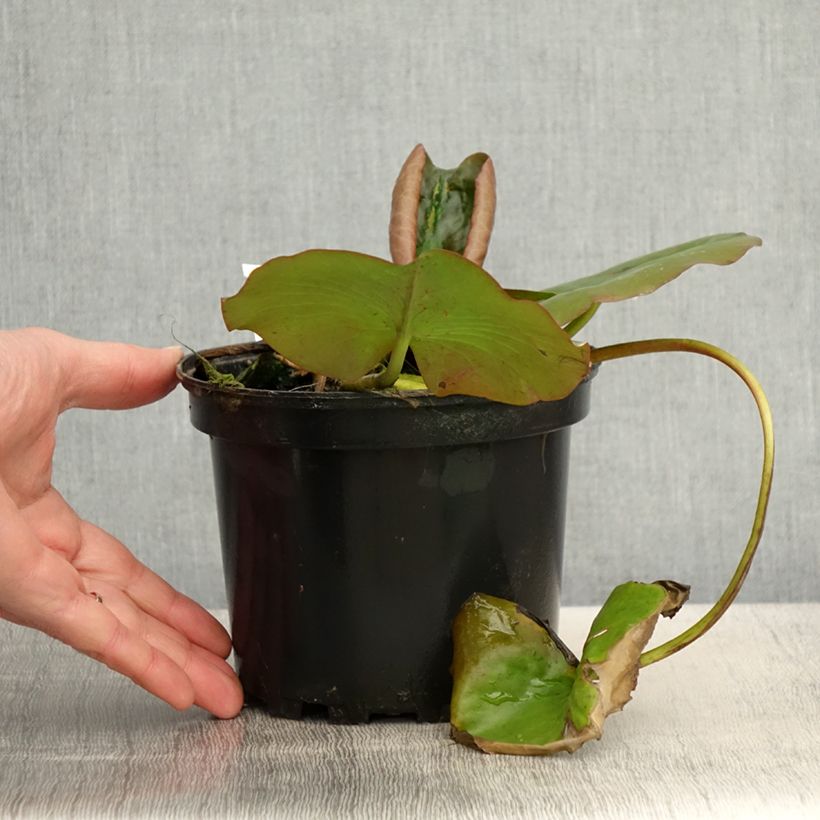 Exemplar von Nymphaea Escarboucle - Winterharte Seerose Topf mit 1,5L/2L wie im Frühjahr geliefert