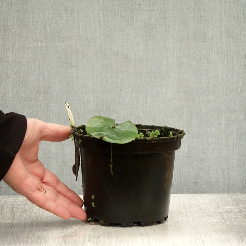 Exemplar von Nymphaea Eugenia de Lande - Winterharte Seerose Topf mit 1,5L/2L wie im Herbst geliefert
