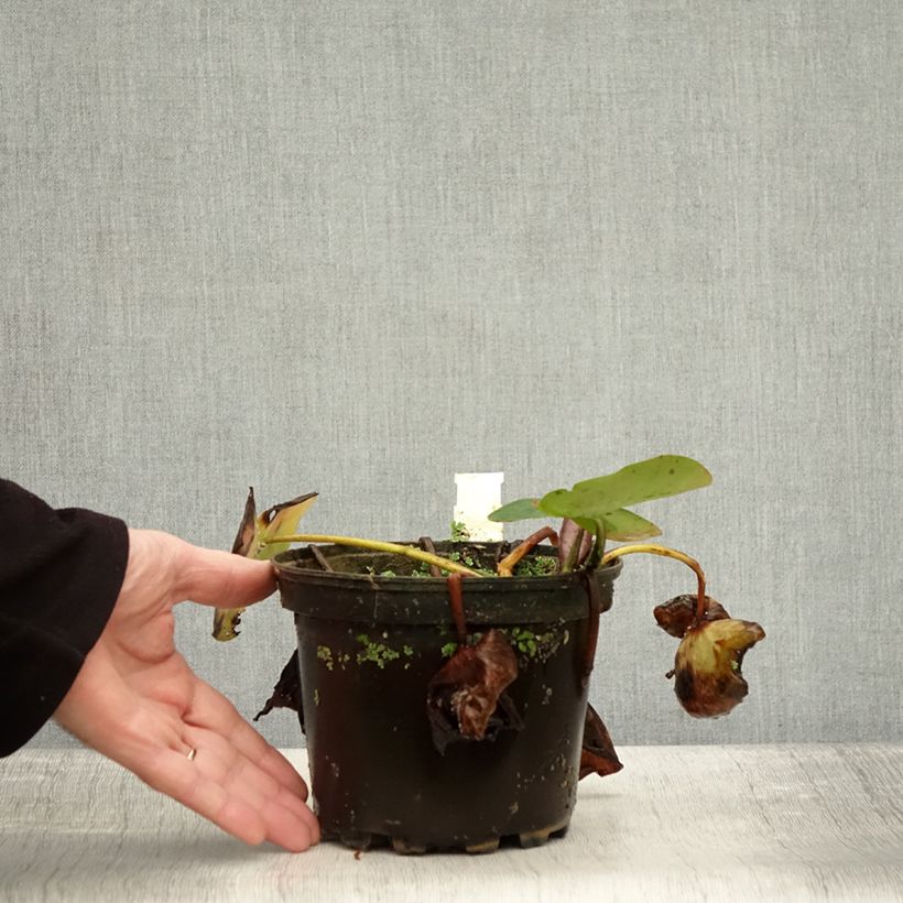Exemplar von Nymphaea Evelyn Stetson - Winterharte Seerose Topf mit 1,5L/2L wie im Herbst geliefert