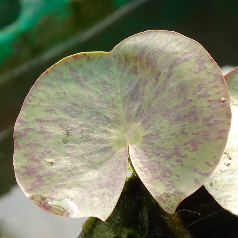 Nymphaea Florida Sunset - Winterharte Seerose (Laub)