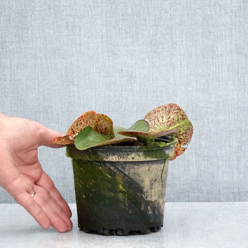 Exemplar von Nymphaea Florida Sunset - Winterharte Seerose Topf mit 1,5L/2L wie im Sommer geliefert