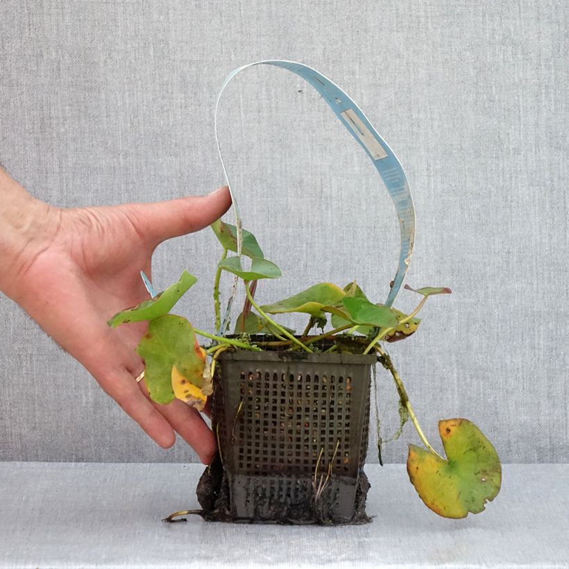 Exemplar von Nymphaea Gladstoniana - Winterharte Seerose Topf mit 1L/1,5L wie im Sommer geliefert