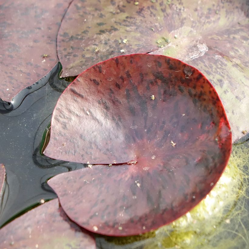 Nymphaea Gregg's Orange Beauty - Winterharte Seerose (Laub)