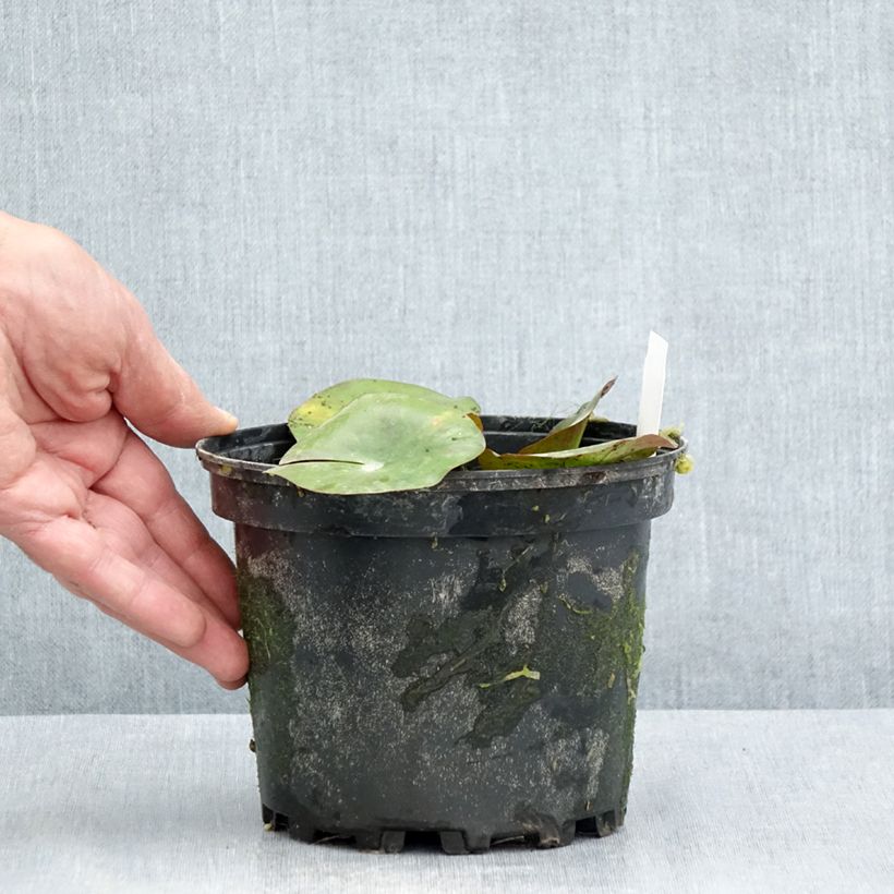 Exemplar von Nymphaea Gypsy - Winterharte Seerose Topf mit 1,5L/2L wie im Sommer geliefert