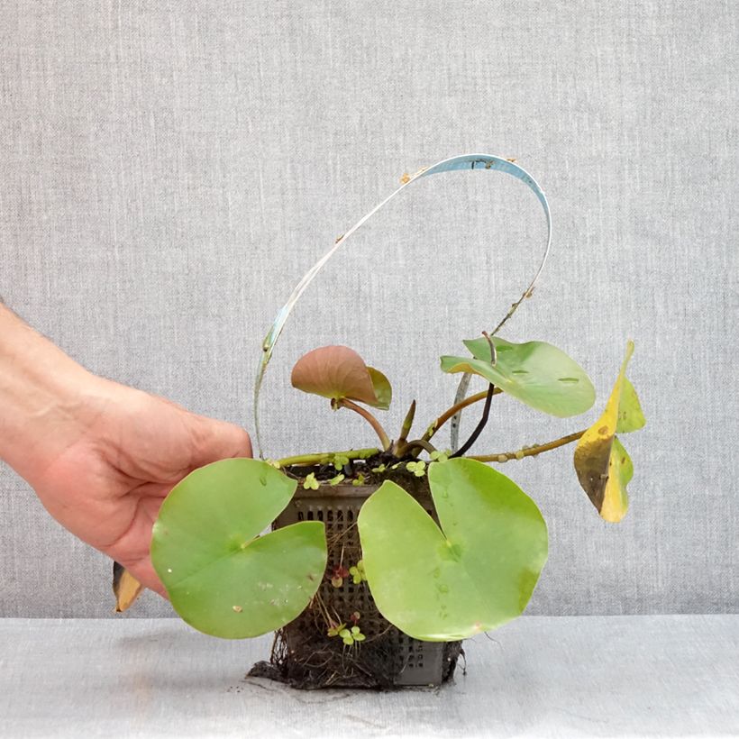 Exemplar von Nymphaea Hollandia - Winterharte Seerose Topf mit 1L/1,5L wie im Sommer geliefert