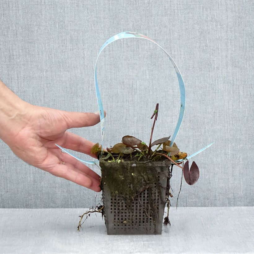 Exemplar von Nymphaea James Brydon - Winterharte Seerose Topf mit 1L/1,5L wie im Sommer geliefert