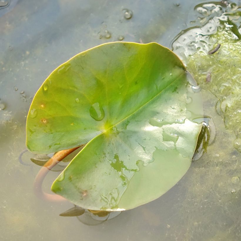 Nymphaea Jean de la Marsalle - Winterharte Seerose (Laub)